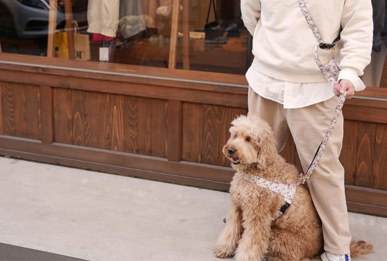 Teddy C Belt Leash Up7kg(ベルトリード7kg以上)