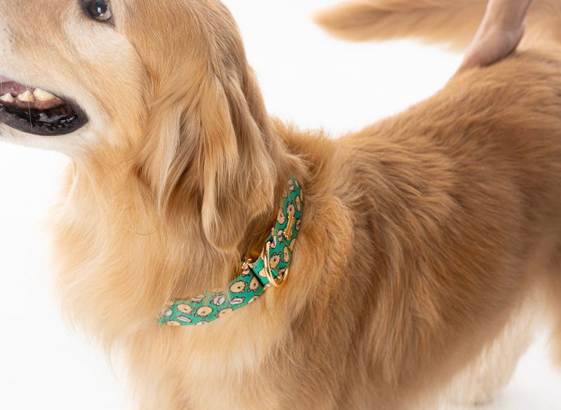 Scottie Friends Martin Gale(スコッティフレンズ マーチンゲール)首輪