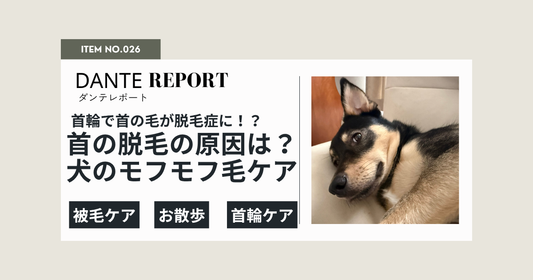 ダンテ店長コラム：クールネックや首輪をつけたら、首の毛が薄くなった！？これって、なんで？