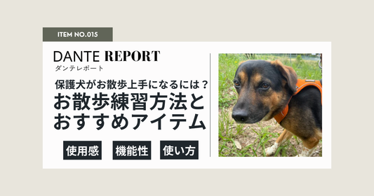 ダンテ店長コラム：お散歩上手になるには？保護犬を迎えた家族へおすすめのお散歩練習方法とアイテム