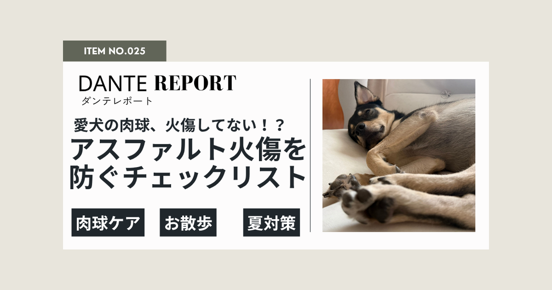ダンテ店長レポート：ダンテ店長レポート：愛犬の肉球、火傷してない？夏のお散歩前にかならず確認してほしいアスファルト温度