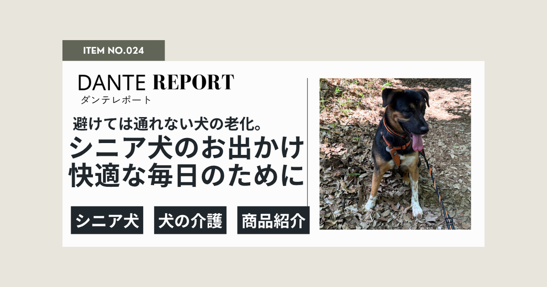 ダンテ店長コラム：足腰が弱くなっても、外の風を感じてほしい。シニア大型犬の「おでかけ」を諦めないために