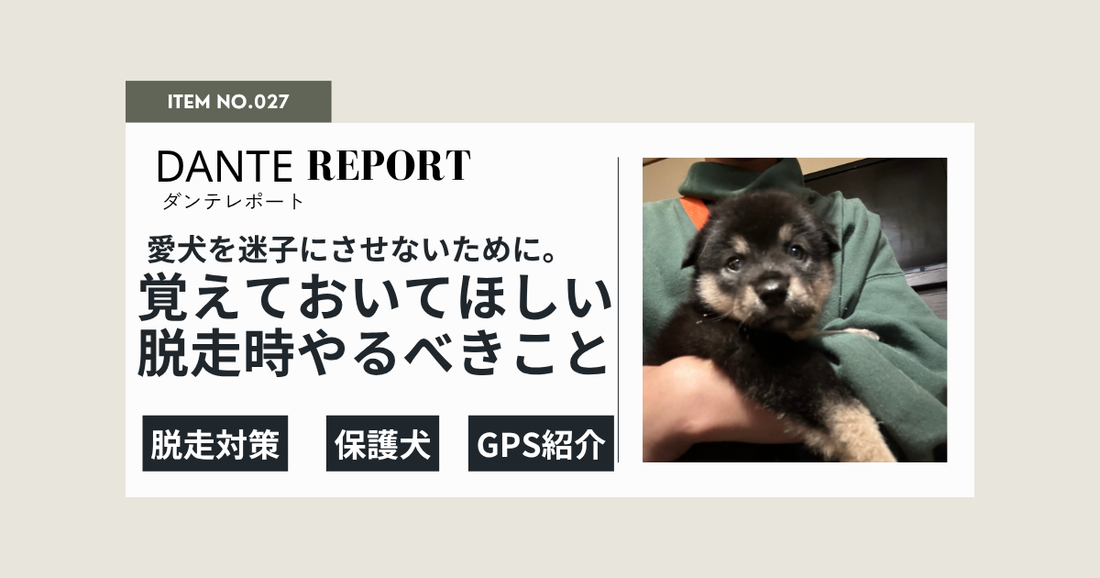 ダンテ店長コラム：犬の迷子はなぜ起きる？脱走・逸走が起こってしまう理由と、もしものときにやること