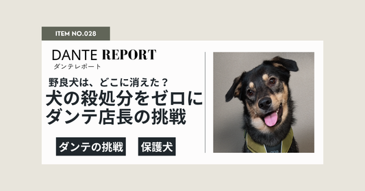ダンテ店長コラム：野良犬は、どこに消えたの？元野犬のぼくが、仲間たちの未来のために挑戦したいこと