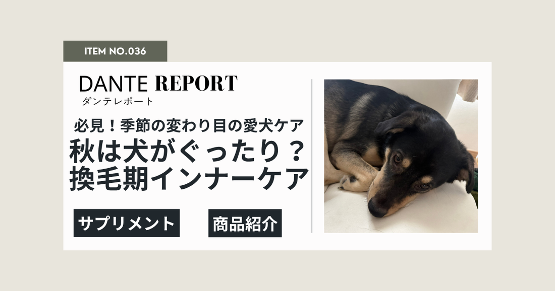 秋になると、犬がぐったり！？季節の変わり目に取り入れたい、犬のインナーケア