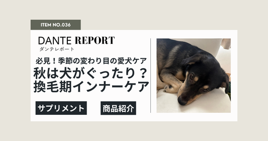 秋になると、犬がぐったり！？季節の変わり目に取り入れたい、犬のインナーケア