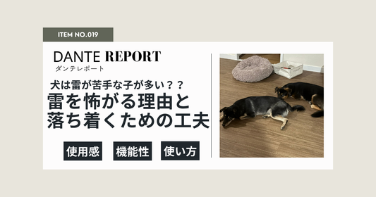 ダンテ店長コラム：ゴロゴロ、ドーン。雷の日、うちの子どうしてる？犬が雷を怖がる理由と、ぼくが実践していること