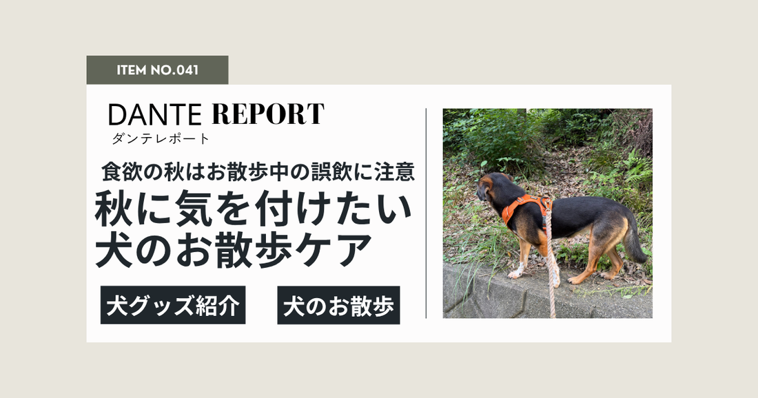 いよいよ秋！毎日の犬のお散歩、注意すべきことは？