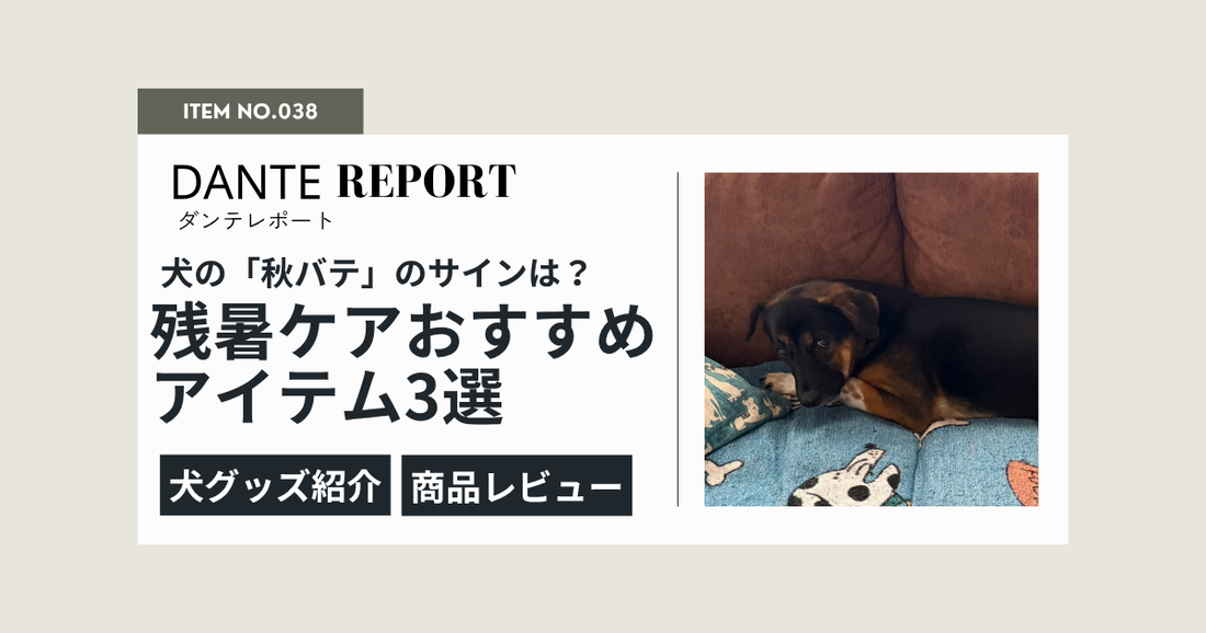 犬の「秋バテ」のサインは？残暑ケアのポイントとぼくのおすすめ