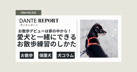 ダンテ店長コラム：お散歩デビューはお外に出る前からはじまっている！愛犬と一緒にできる、お散歩練習方法のご紹介