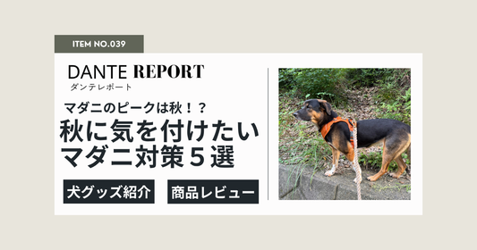秋こそマダニが危険！？夏に育ったマダニが成熟する季節、お散歩後に必ずやってほしいマダニ対策