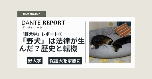 「野犬」ってどんな犬？「野犬学」レポートと保護犬について考える