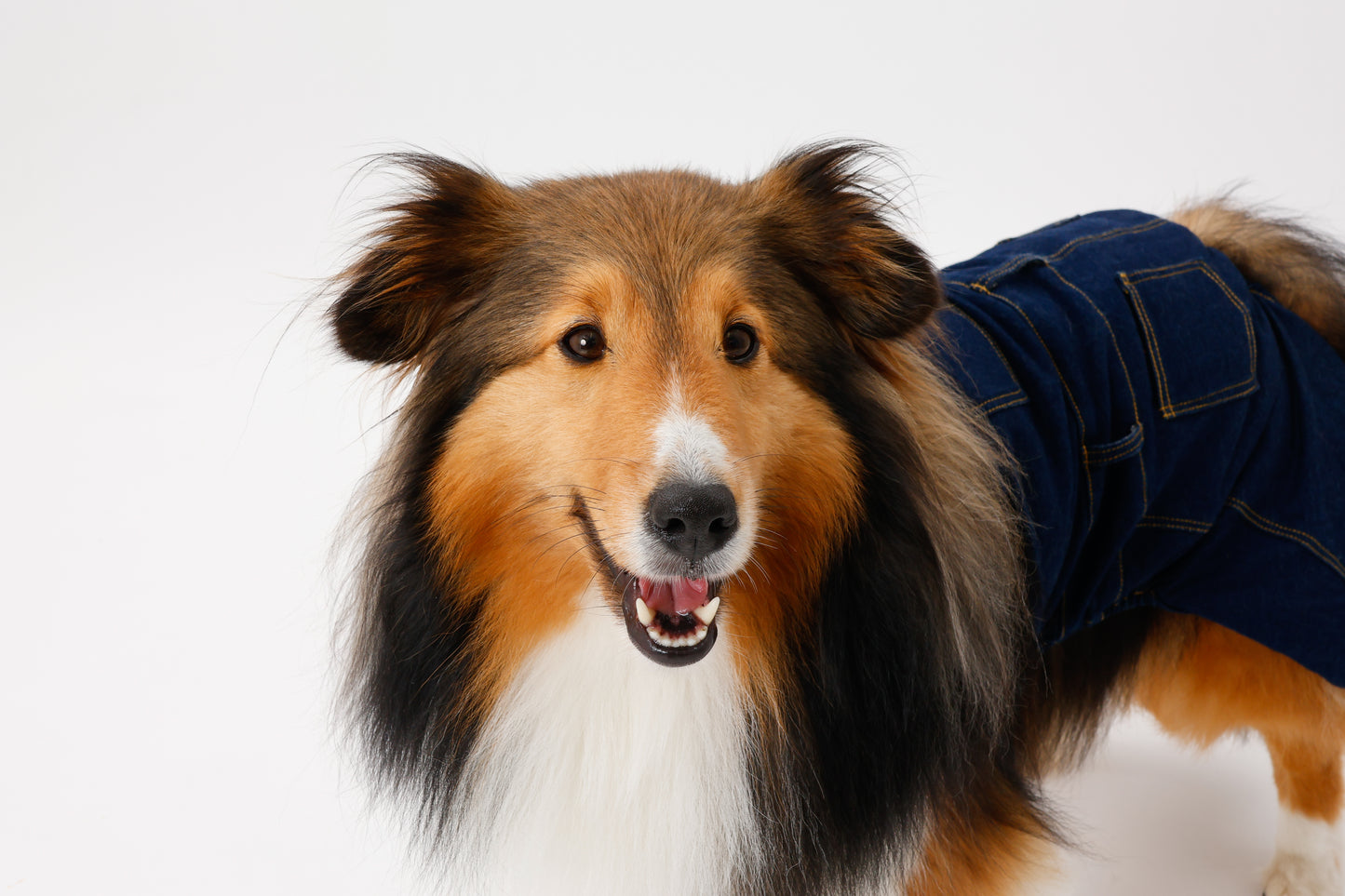 プレミアムスキンケア デニムオーバーオール for pets