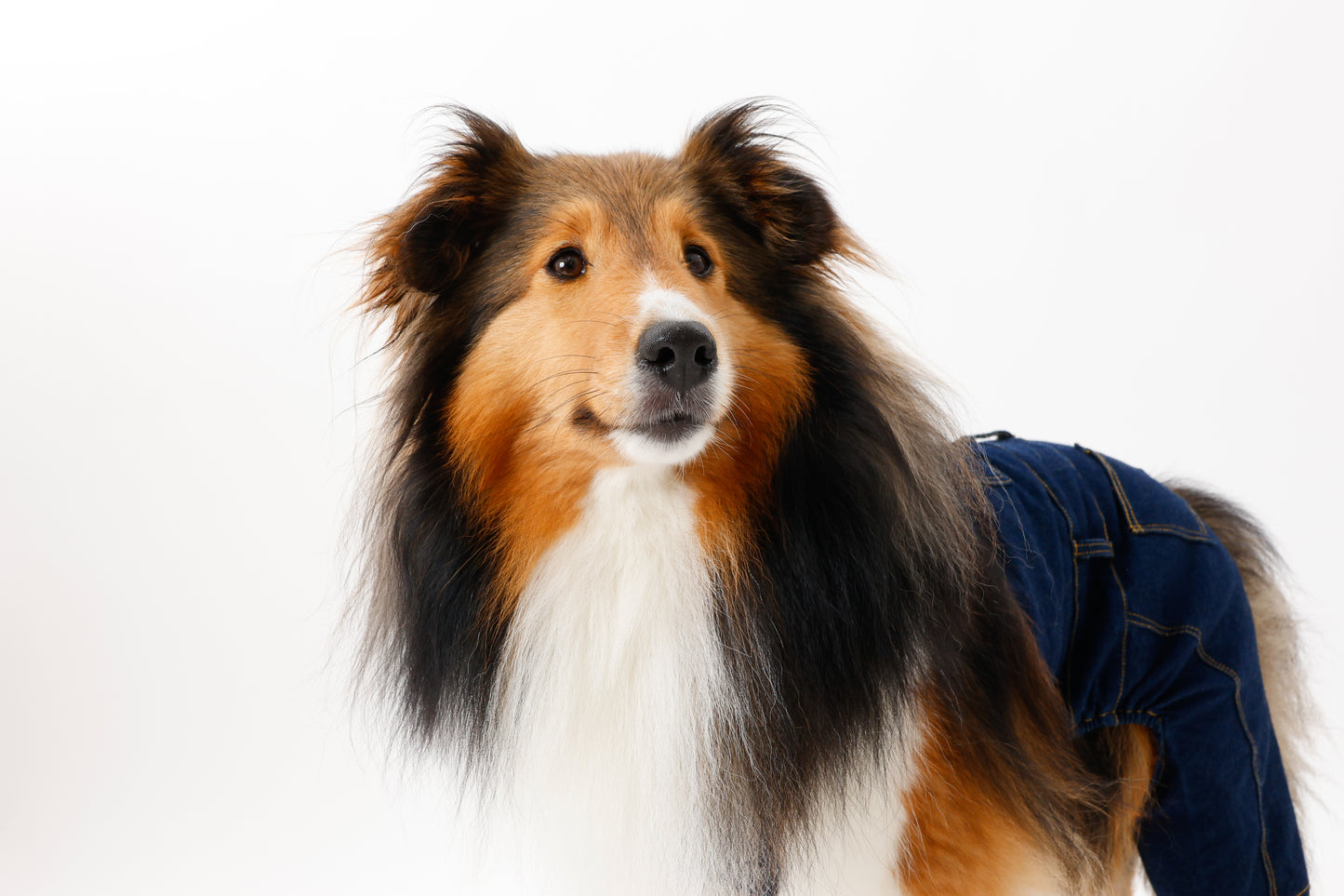 プレミアムスキンケア デニムオーバーオール for pets