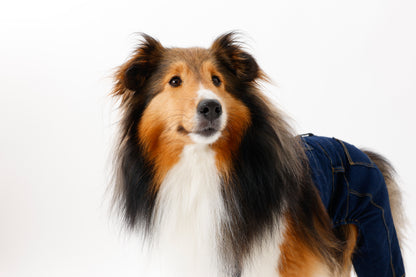 プレミアムスキンケア デニムオーバーオール for pets