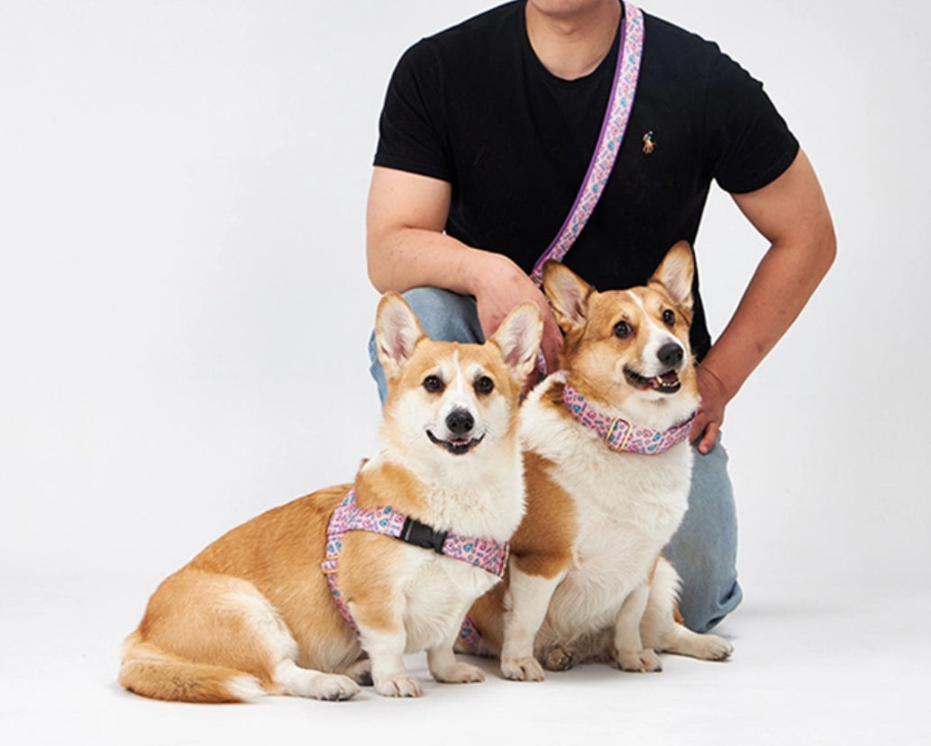 HARU Belt Leash Up7kg(ハル ベルトリード７kg以上）