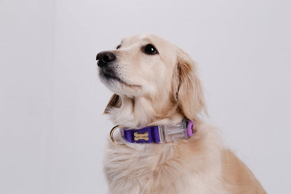 Mr.Clover Collar(ミスター.クローバー 首輪）