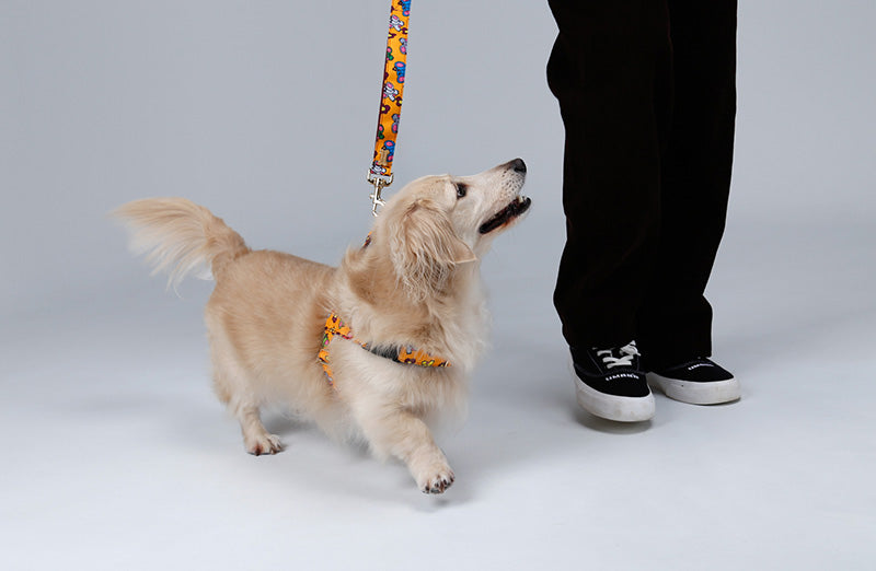 Little PoPo Belt Leash Up7kg(リトルポポ ベルトリード７kg以上）