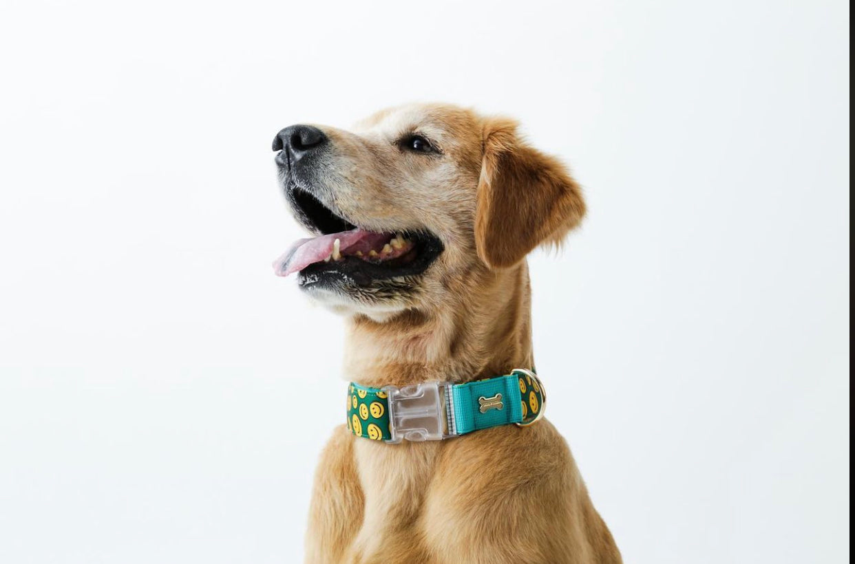 Charlie Smile Collar（チャーリースマイル 首輪）