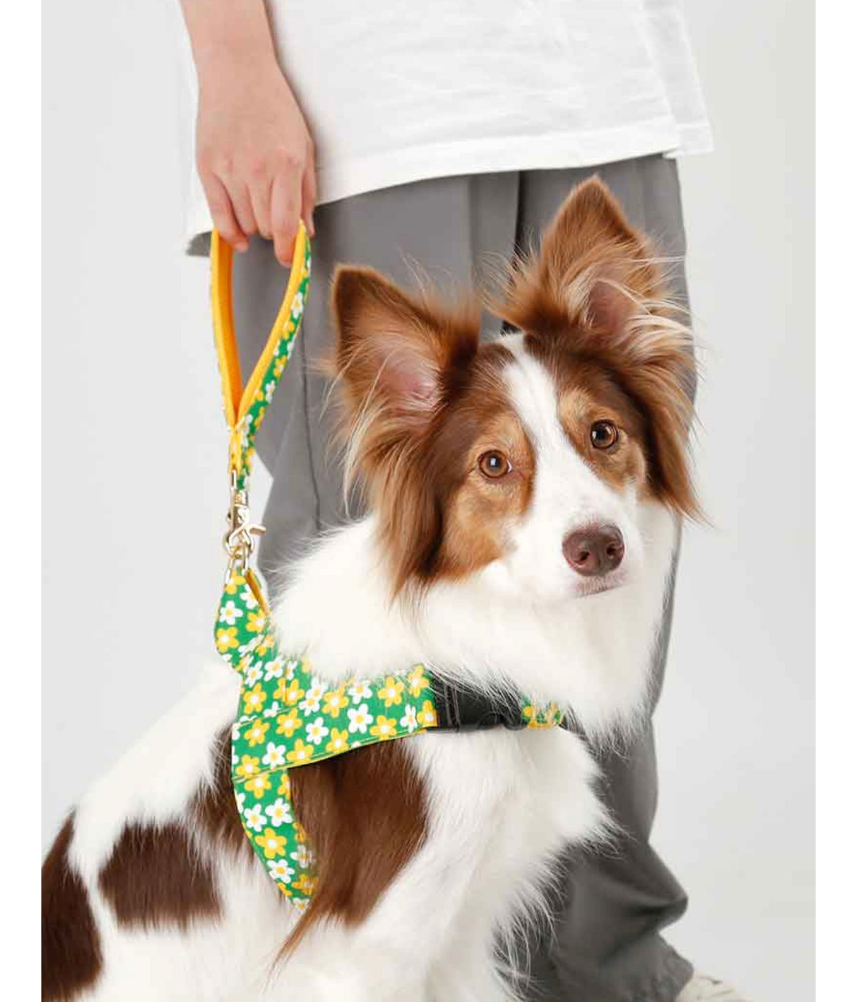 Daisy Short Leash( デイジー ショートリード）