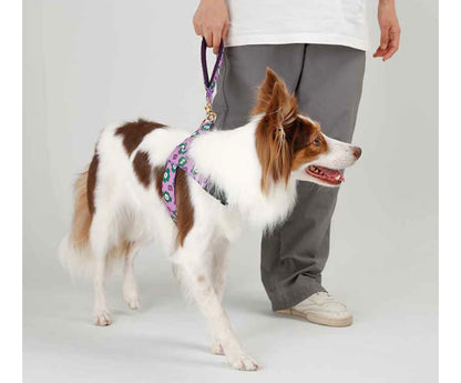 Mr.Clover Short Leash(ミスター.クローバー ショートリード）