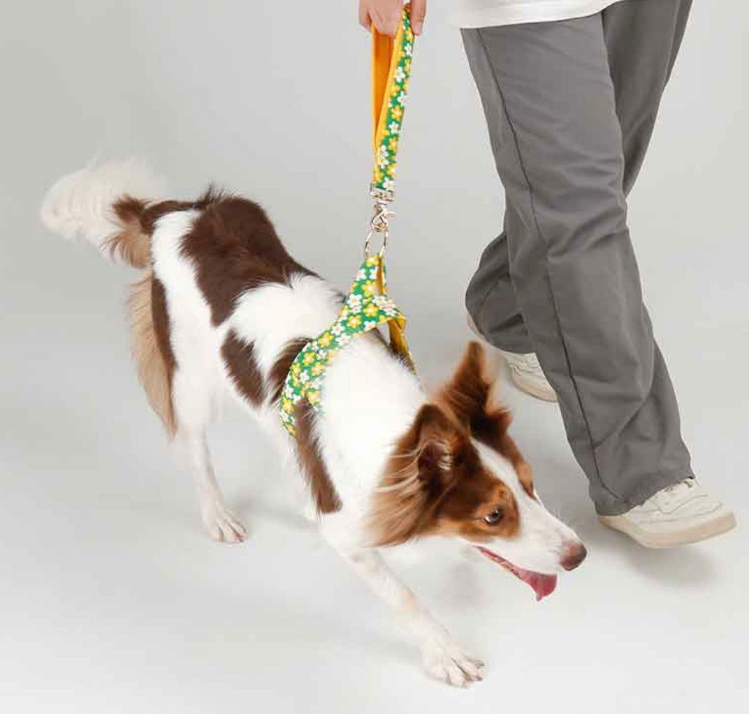 Picnic Short Leash(ピクニック ショートリード）